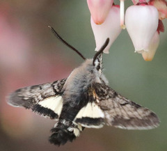 Euproserpinus phaeton