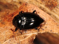 Scaphidium