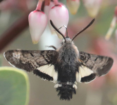 Euproserpinus phaeton