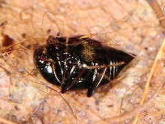 Scaphidium