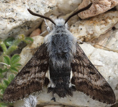 Euproserpinus phaeton