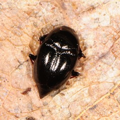 Scaphidium