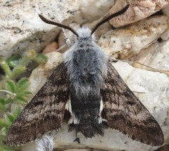 Euproserpinus phaeton