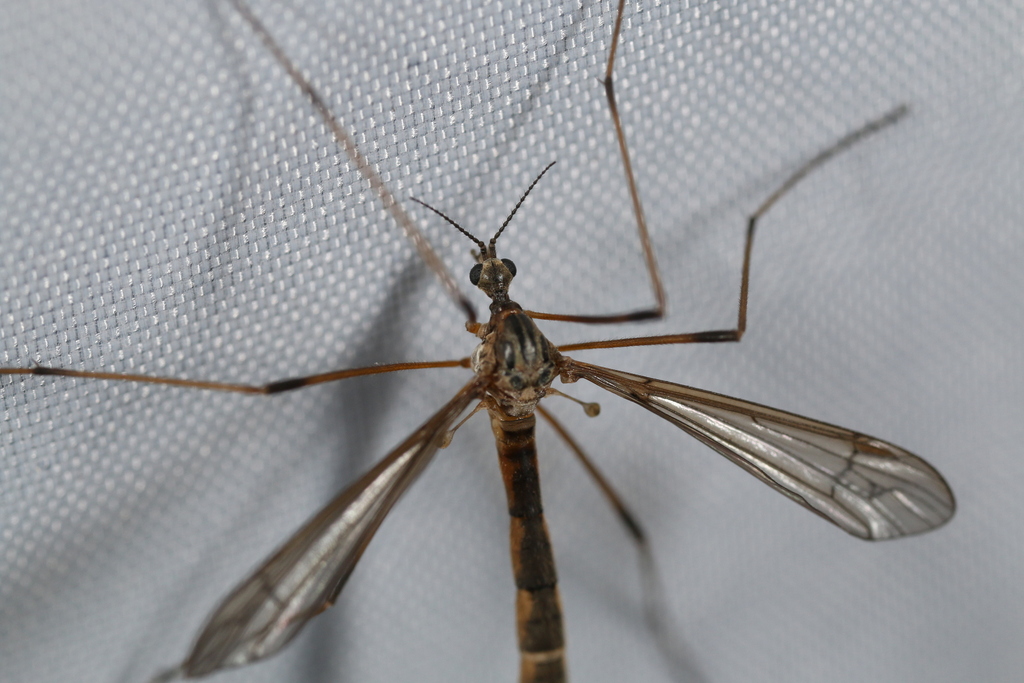 Phalacrocera tipulina