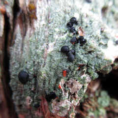 Mycoblastus sanguinarioides