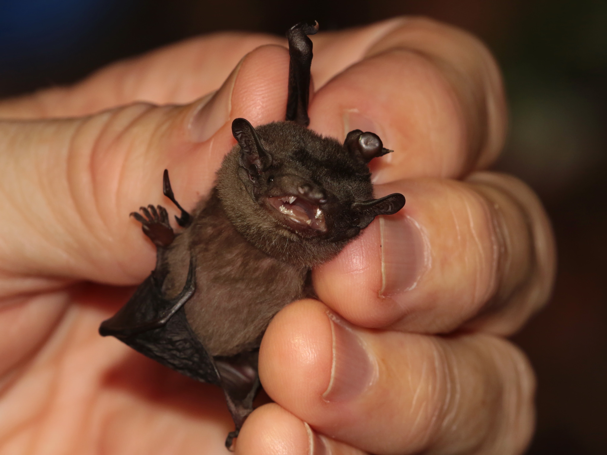 Malayan Bamboo Bat photo 3