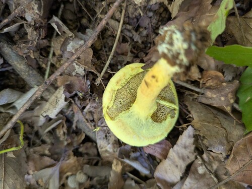 Pulveroboletus ravenelii