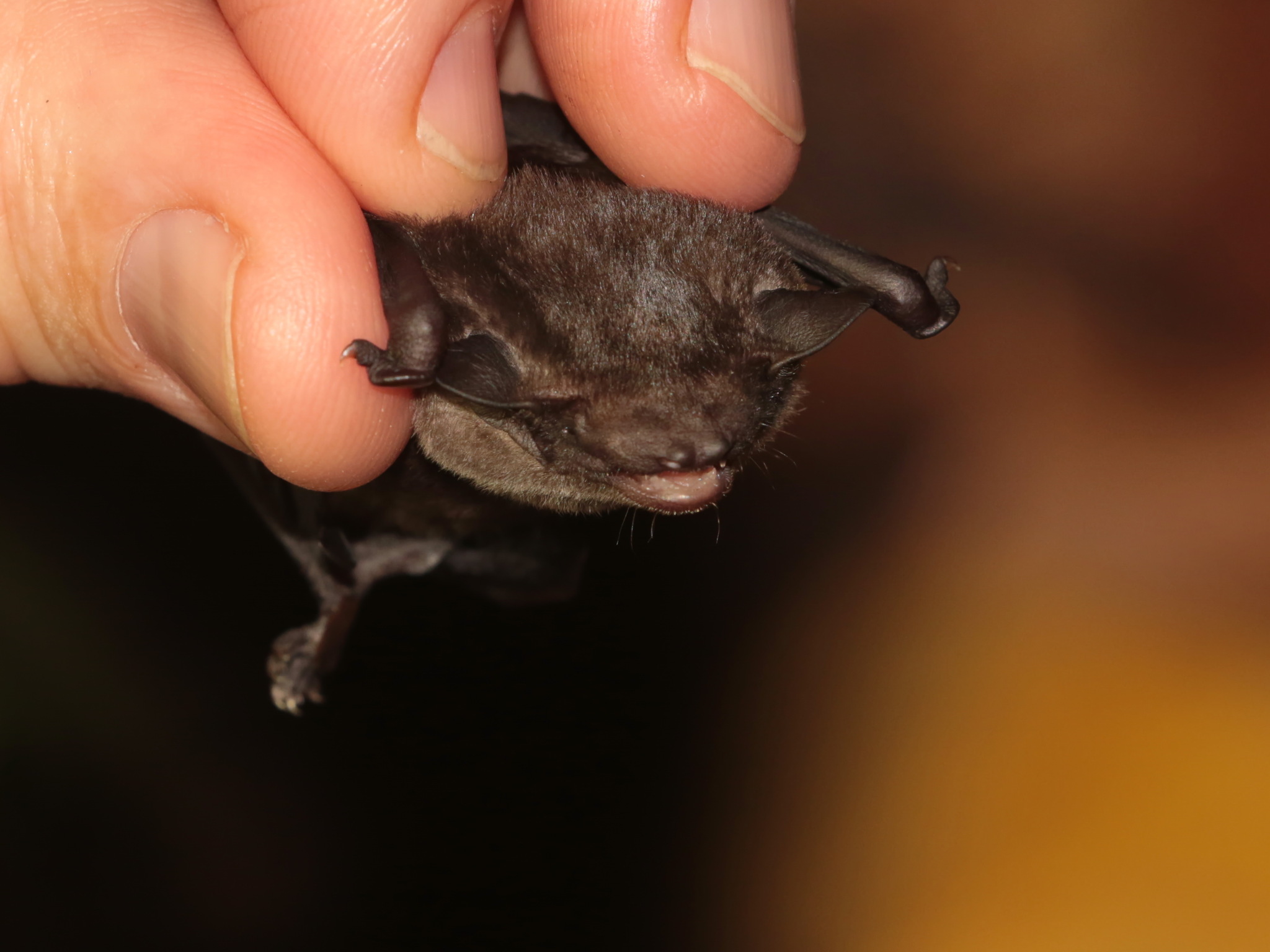 Malayan Bamboo Bat photo 4