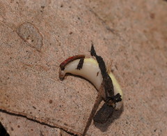 Argonemertes australiensis