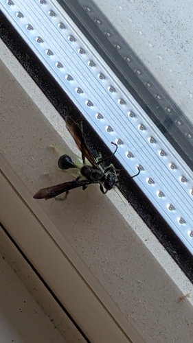 Mexican Grass-carrying Wasp, 5121 VH Rijen, Nederland, photo 5 of 10