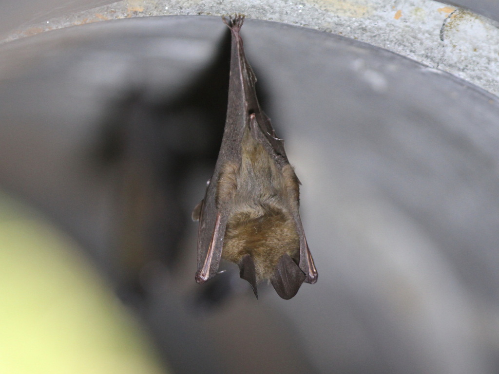 Malayan Slit-faced Bat