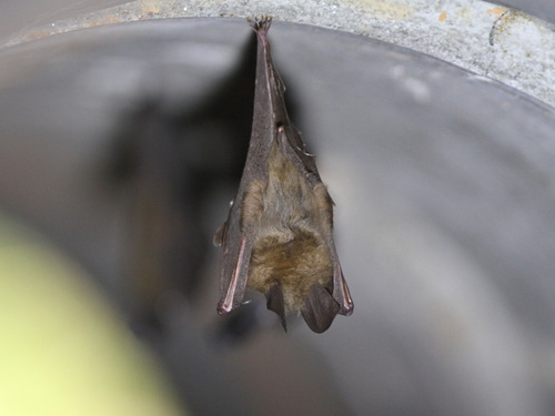 Malayan Slit-faced Bat