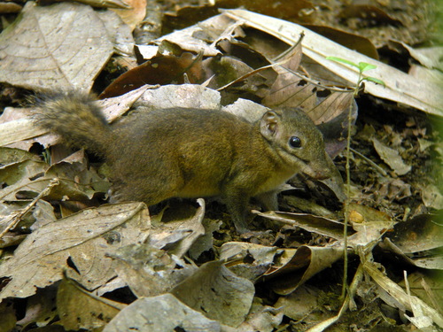 Shrew-faced Squirrel (Rhinosciurus laticaudatus)