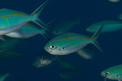 Caesio caerulaurea