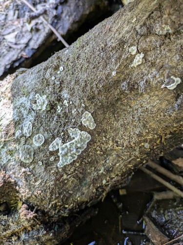 Kretzschmaria deusta