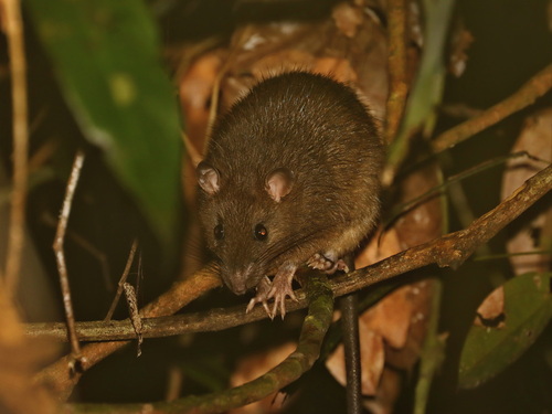 Müller's Rat (Sundamys muelleri)