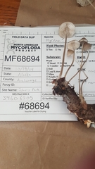 Mycena occidentalis