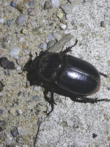 Trichogomphus mongol