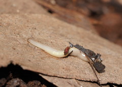 Argonemertes australiensis