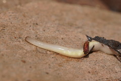 Argonemertes australiensis
