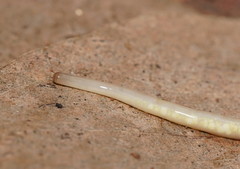 Argonemertes australiensis