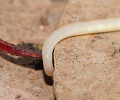 Argonemertes australiensis