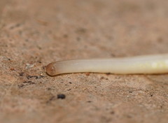 Argonemertes australiensis