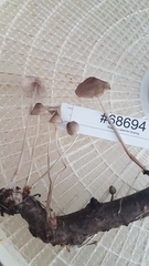 Mycena occidentalis