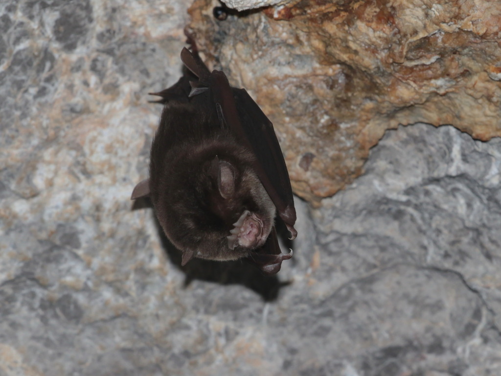 Stoliczka's Asian Trident Bat