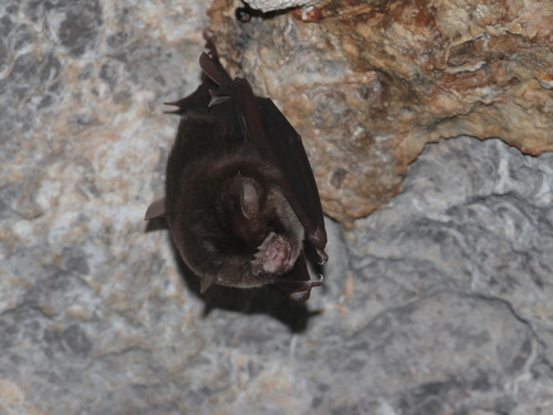Stoliczka's Asian Trident Bat