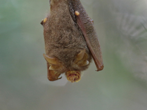 Trefoil Horseshoe Bat