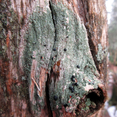 Mycoblastus sanguinarioides