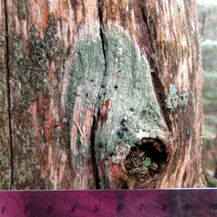 Mycoblastus sanguinarioides