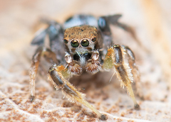 Habronattus arcalorus