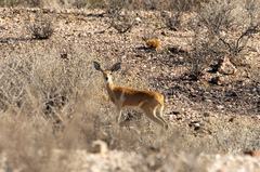 Raphicerus campestris steinhardti
