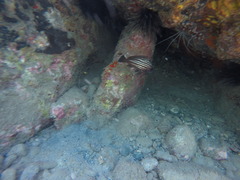 Pareques acuminatus