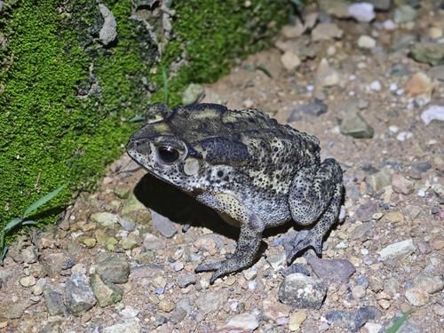 Asian Common Toad