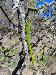 Naultinus gemmeus
