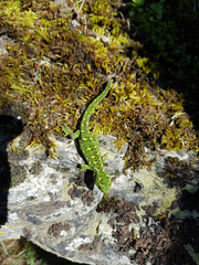 Naultinus gemmeus
