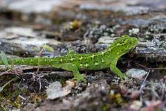 Naultinus gemmeus