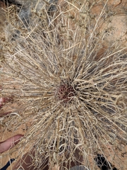Euphorbia monteiroi image
