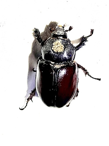 Splendid Ox Beetle