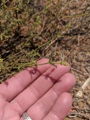 Hermannia elliottiana