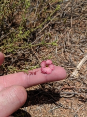 Hermannia elliottiana