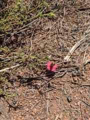 Hermannia elliottiana