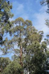 Eucalyptus regnans