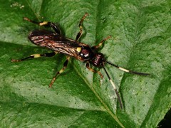 Cratichneumon paratus