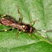 Cratichneumon paratus - Photo (c) Jason M Crockwell, some rights reserved (CC BY-NC-ND), uploaded by Jason M Crockwell