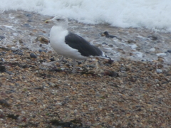 Larus marinus