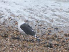 Larus marinus
